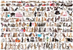 The World of Cats Pattern / Assortment Impossible Puzzle By Eurographics