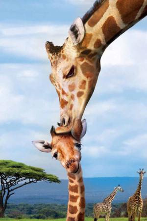 Giraffe Jungle Animals Children's Puzzles By Eurographics