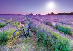 Cycling in the Lavender Field Bicycle Jigsaw Puzzle By Educa