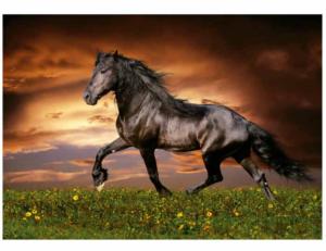 Trotting Horse Horse Jigsaw Puzzle By Educa