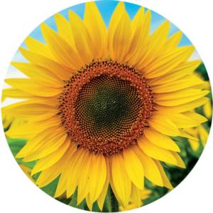 Sunflower Flower & Garden Round Jigsaw Puzzle By Educa