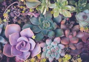 Succulents Garden Jigsaw Puzzle By Turner