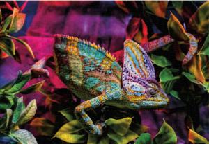 Colorful Chameleon Photography Jigsaw Puzzle By Turner