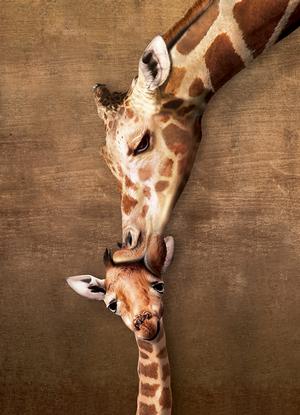 Giraffe Mother's Kiss Jungle Animals Jigsaw Puzzle By Eurographics