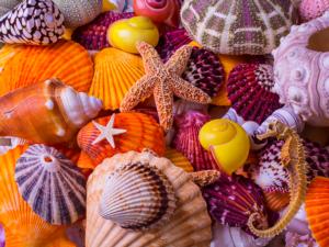 Sea Shell Treasures Collage Jigsaw Puzzle By Vermont Christmas Company