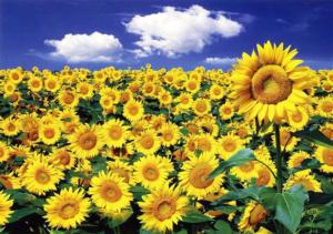 Sunflower II Sunflower Jigsaw Puzzle By Puzzlelife