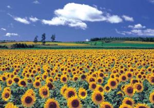 Sunflower Field 4 Sunflower Jigsaw Puzzle By Puzzlelife