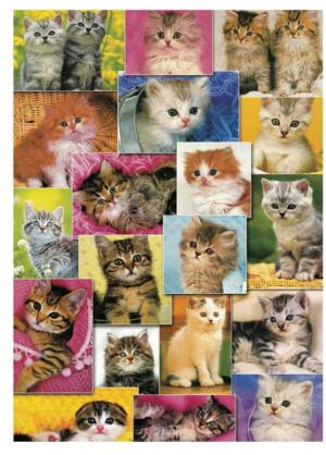 Kittens Cats Jigsaw Puzzle By Puzzlelife