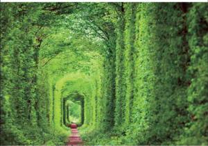Tunnel Of Love Photography Jigsaw Puzzle By Puzzlelife