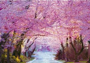 Cherry Blossom Road Flower & Garden Jigsaw Puzzle By Puzzlelife