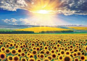 Sunflower Field Photography Jigsaw Puzzle By Puzzlelife