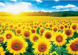 Sunflower Field 6 Flower & Garden Jigsaw Puzzle By Puzzlelife