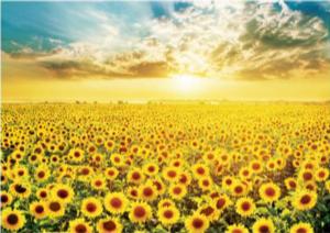 Sunflower Field 7 Sunflower Jigsaw Puzzle By Puzzlelife