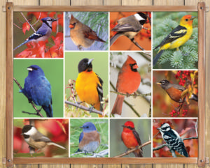 Songbirds - Scratch and Dent Birds Dementia / Alzheimer's By Springbok