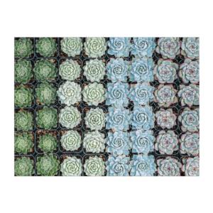 Succulent Garden Garden Double Sided Puzzle By Galison