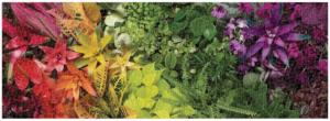 Plant Life Rainbow & Gradient Panoramic Puzzle By Galison
