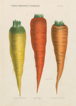 Three Carrots Fruit & Vegetable Jigsaw Puzzle By Workman Publishing