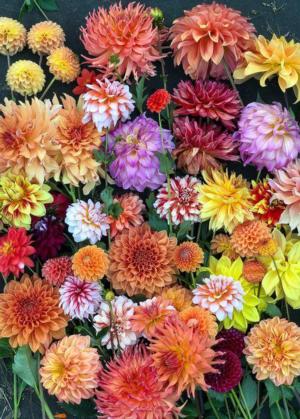 Hello, Dahlias! Flowers Jigsaw Puzzle By Workman Publishing