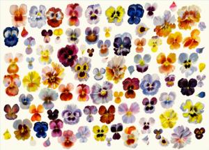A Field of Pansies Flowers Jigsaw Puzzle By Workman Publishing