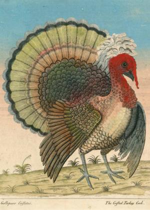 John Derian Paper Goods: Crested Turkey Thanksgiving Jigsaw Puzzle By Workman Publishing