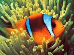 Clownfish Fish Jigsaw Puzzle By Tomax Puzzles
