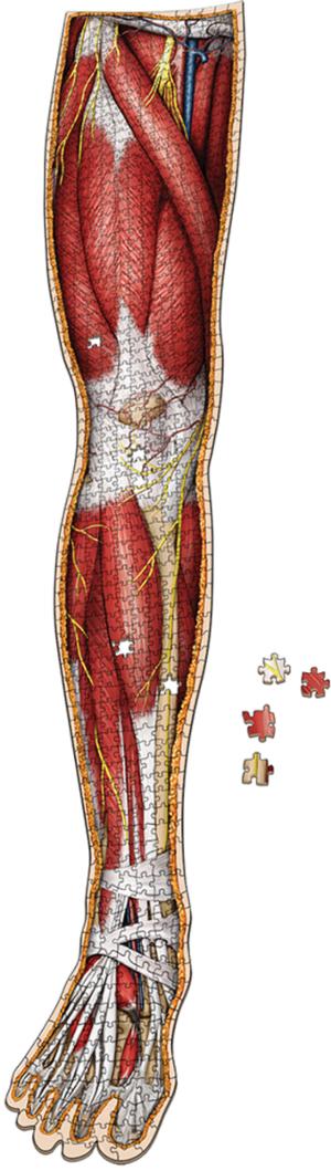 Dr. Livingston's Anatomy Jigsaw Puzzle: The Human Right Leg Science Jigsaw Puzzle By Genius Games
