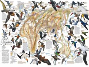 Eastern Bird Migration Maps / Geography Jigsaw Puzzle By New York Puzzle Co