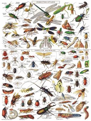 Insects ~ Insectes