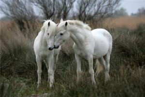 White Stallions Horse Jigsaw Puzzle By Tomax Puzzles