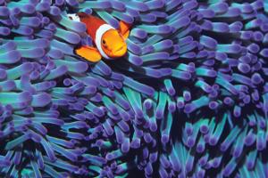 Anemone Clown Fish Beach & Ocean Jigsaw Puzzle By Tomax Puzzles
