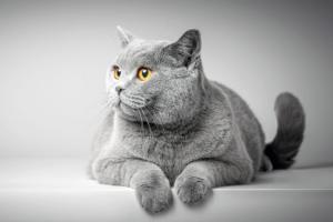 British Shorthair Cat Photography Jigsaw Puzzle By Tomax Puzzles