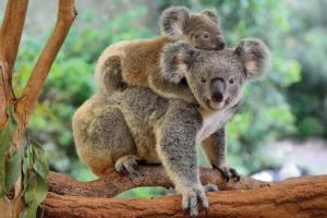 Mother Koala with Baby