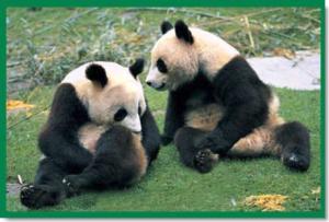 Pandas Animals Children's Puzzles By Tomax Puzzles