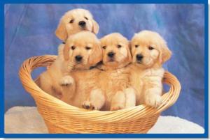 Little Doggies Dogs Children's Puzzles By Tomax Puzzles