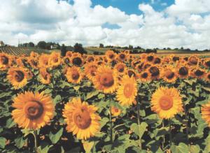 Sunflowers Nature Jigsaw Puzzle By Tomax Puzzles