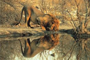 Male Lion Big Cats Jigsaw Puzzle By Tomax Puzzles
