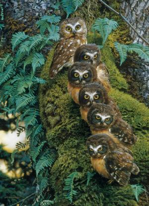 Family Tree Owl Jigsaw Puzzle By Cobble Hill