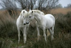 White Stallions Photography Jigsaw Puzzle By Tomax Puzzles