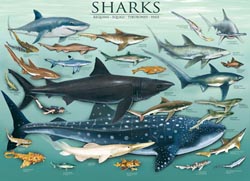 Sharks Under The Sea Jigsaw Puzzle By Eurographics