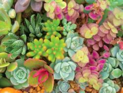 Bright Succulents Garden Large Piece By Ceaco