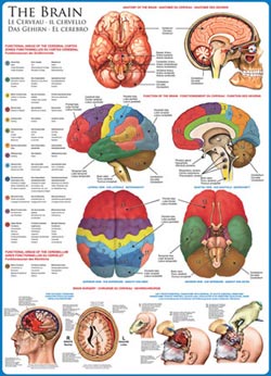 The Brain Science Jigsaw Puzzle By Eurographics
