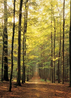 Forest Path - Scratch and Dent Nature Jigsaw Puzzle By Eurographics