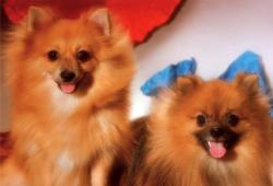 The Pomeranians Dogs Jigsaw Puzzle By Tomax Puzzles