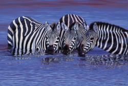 Zebras in The Water Zebras Jigsaw Puzzle By Tomax Puzzles