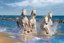 White Horses Horses Jigsaw Puzzle By Tomax Puzzles