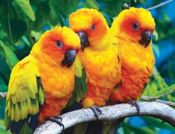 Fluffy Sun Conure Birds - Scratch and Dent Birds Jigsaw Puzzle By Lafayette Puzzle Factory