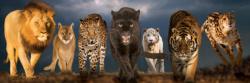 Big Cats Wildlife Panoramic Puzzle By Eurographics