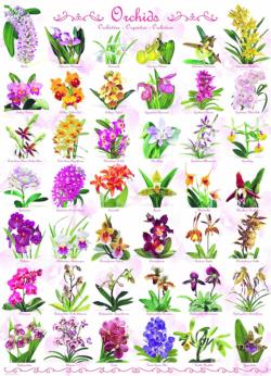 Orchids Pattern / Assortment By Eurographics