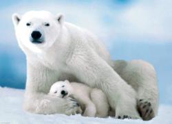 Polar Bear & Baby Photography Jigsaw Puzzle By Eurographics