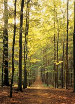 Forest Path Nature Jigsaw Puzzle By Eurographics